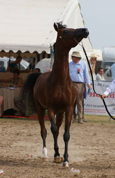 Arabian Horse stock IX