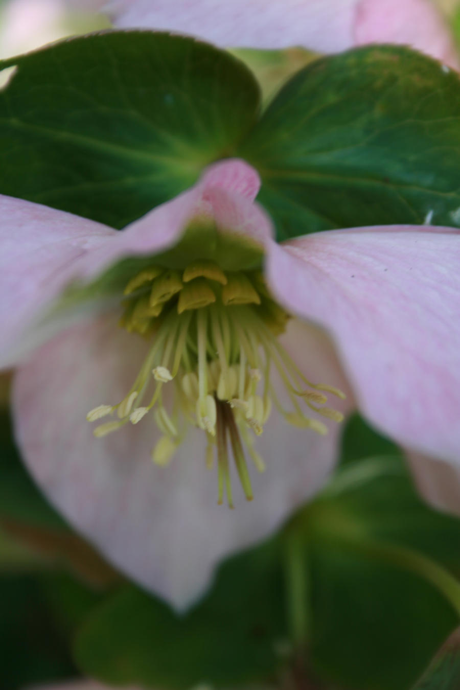 Flower details