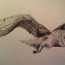 Another hoot hoot, barn owl pencil commission