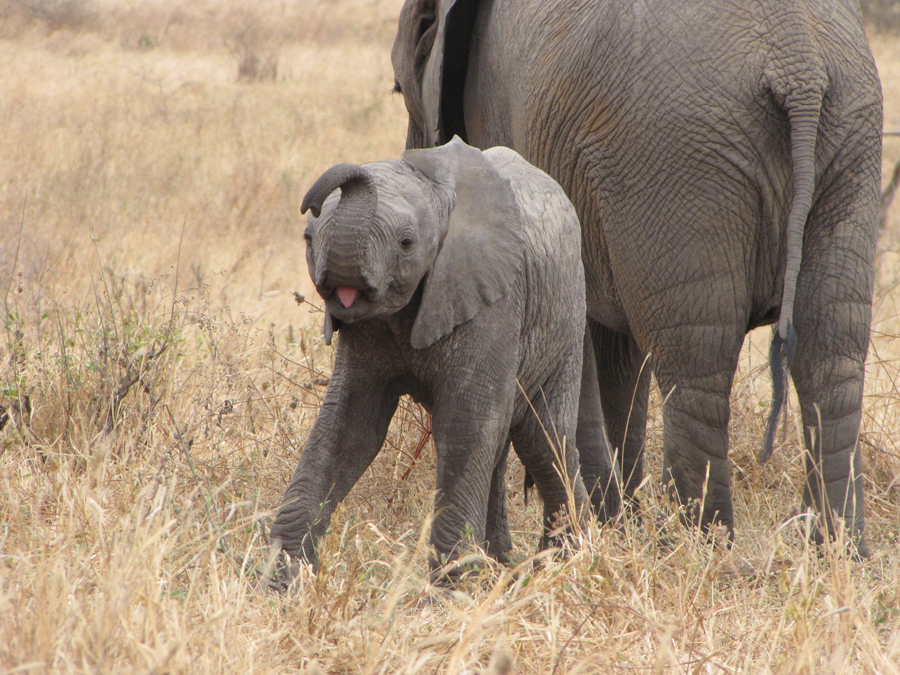 Baby Elephant