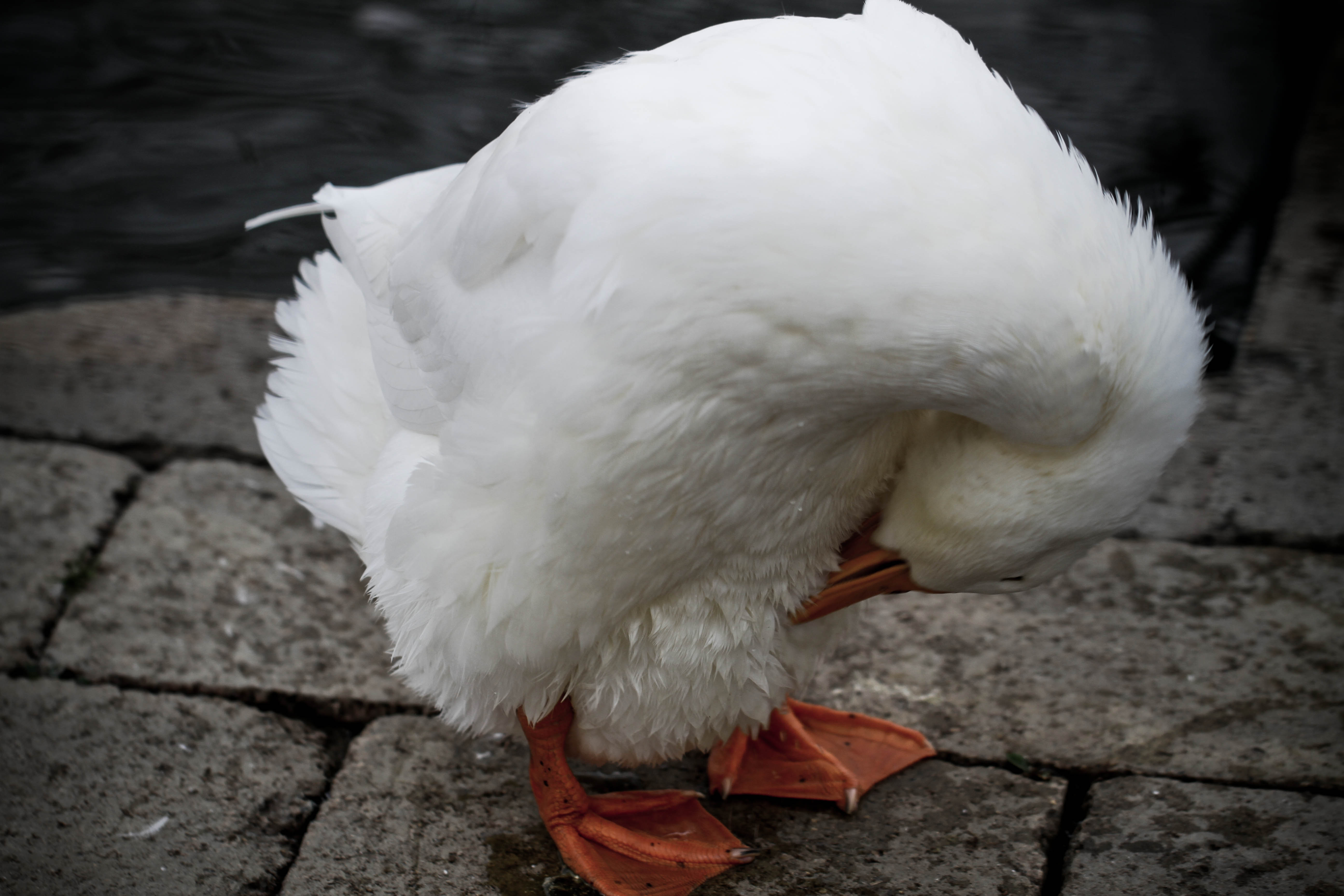 Preening