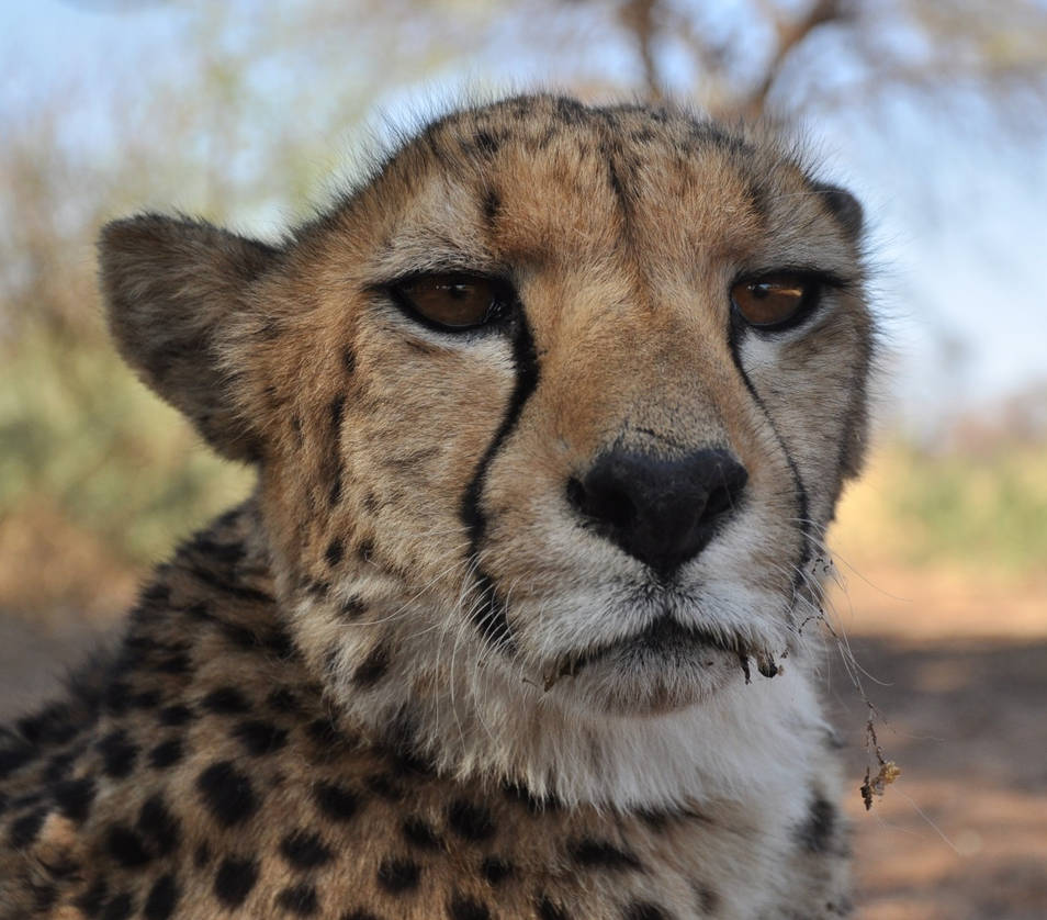 Cheetah - stock by kridah-stock