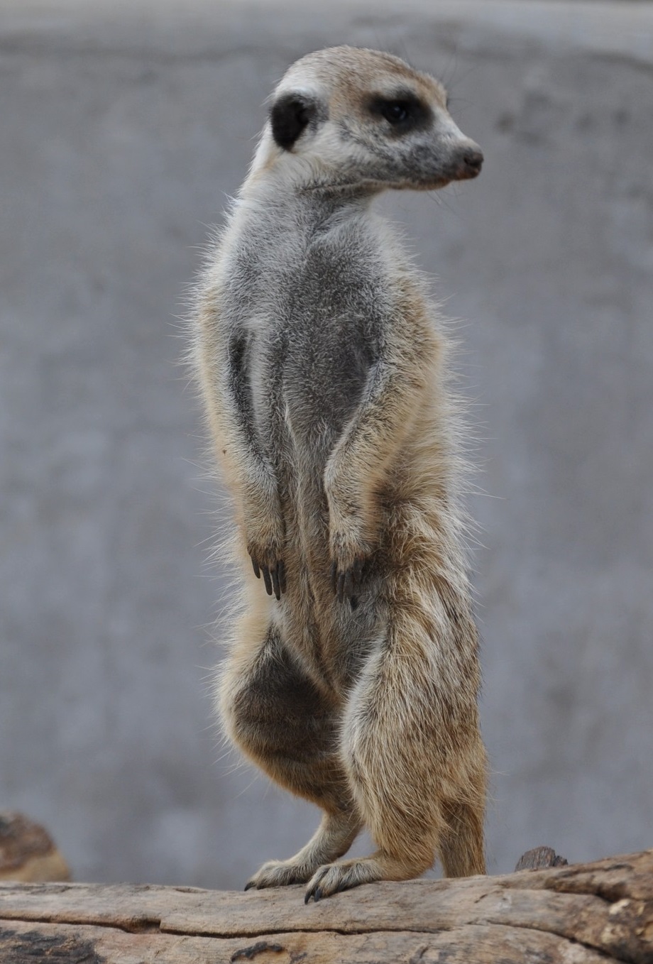 Meerkat - stock