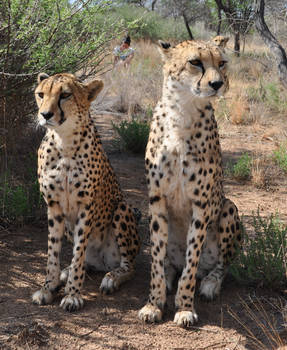 Cheetahs sitting - stock