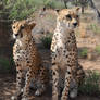 Cheetahs sitting - stock