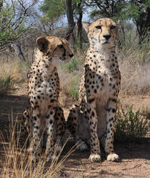 Cheetahs sitting - stock