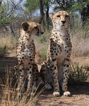 Cheetahs sitting - stock