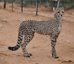 Cheetah cub - stock