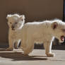 White lion cubs - stock