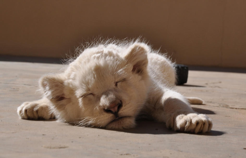 Sleepy white lion cub - stock by kridah-stock Sleepy white lion cub - stock by kridah-stock
