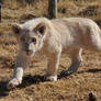 Stalking white lion cub - stock