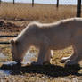 White lion cub drinking water - stock