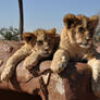 Lion cubs - stock