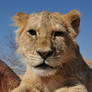 Lion cub portrait - stock