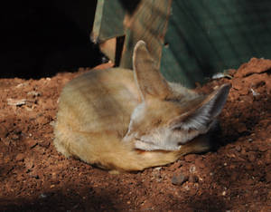 Sleeping Fennec Fox - stock