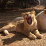 Young lioness yawn 1 - stock