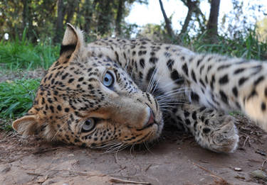 Leopard portrait - stock