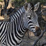 Zebra portrait - stock