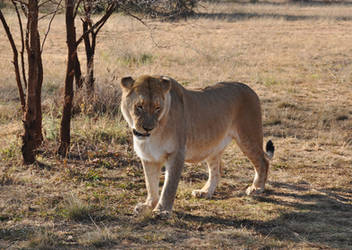 Lioness - stock