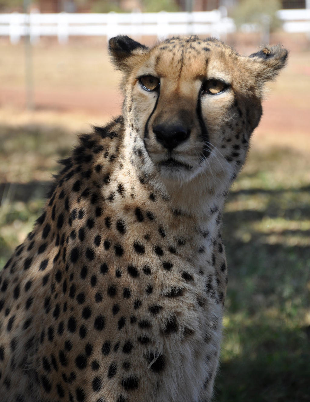 Cheetah portrait - stock