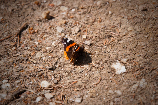 A Butterfly in the Spotlight