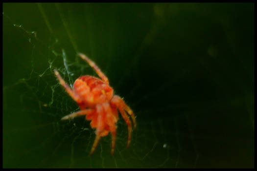 Spinning a Web