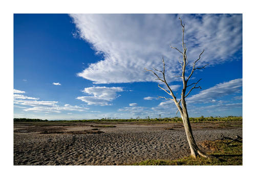 Another Dead Tree