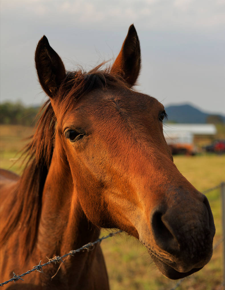 Nosy Parker by nutmeg-42 on DeviantArt
