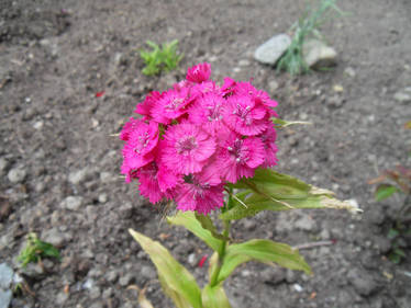 Dianthus Barbatus