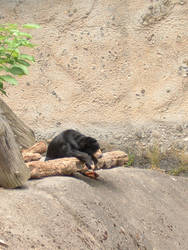 Sun Bear