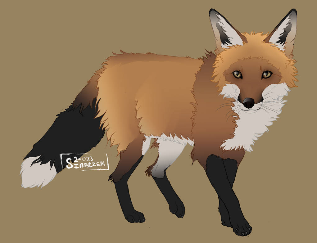 Red Fox by Siarczek on DeviantArt