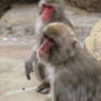 Pensive Monkeys