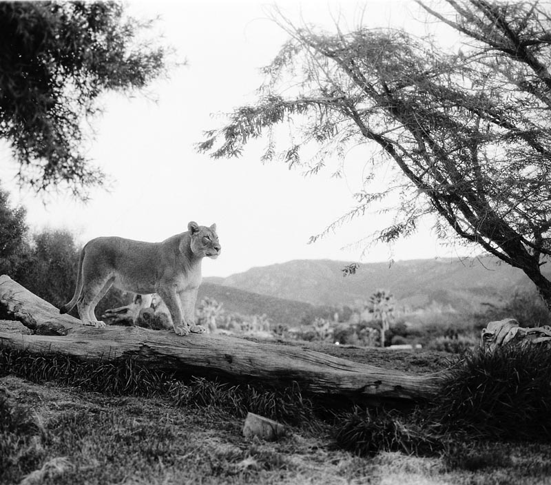 Lioness Two