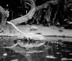 Scarlet Ibis