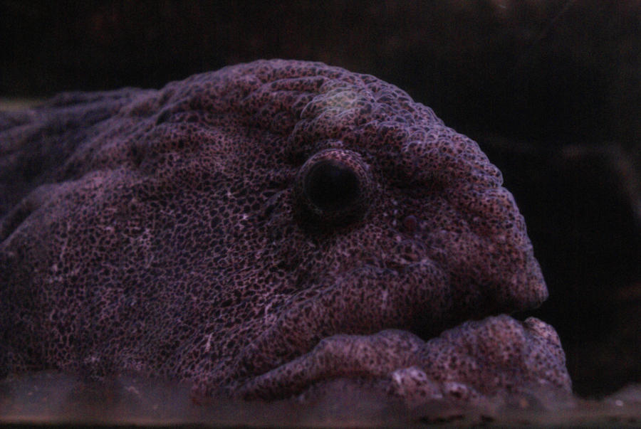 Purple Overbite Fish Purple Fish by MagicSean on DeviantArt