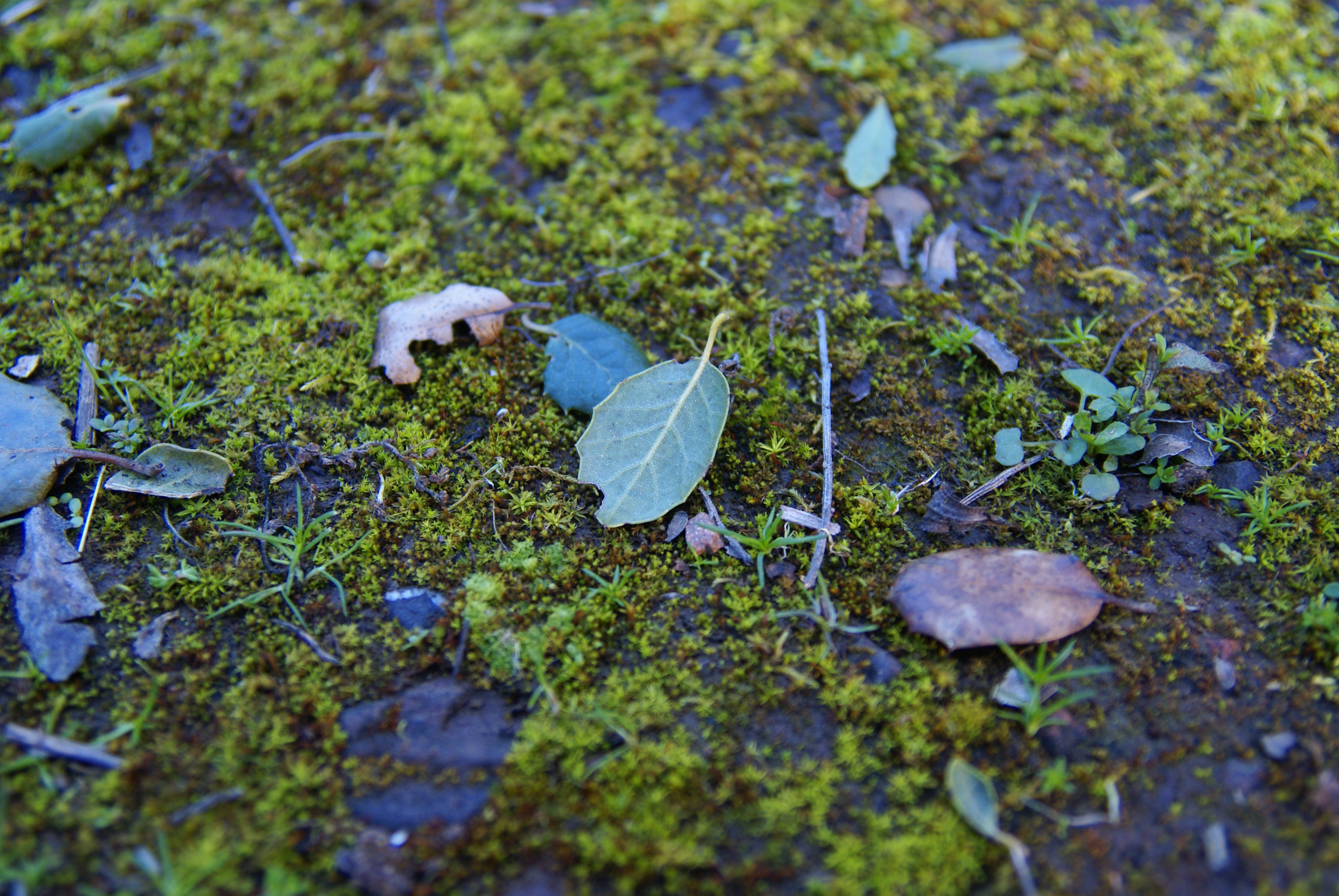 Earth