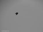 Corvus corax by Azraelangelo-photo