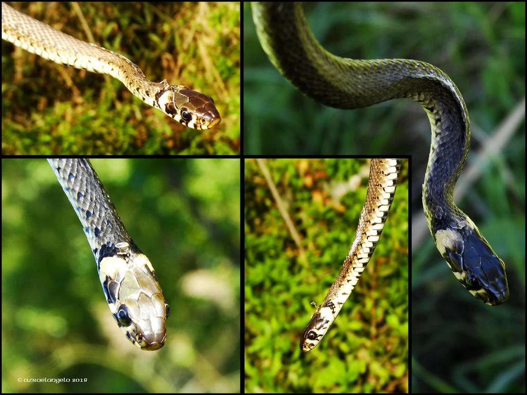 Cap Natrix Natrix natrix by Azraelangelo-photo on DeviantArt