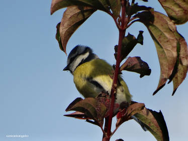 Cyanistes caeruleus