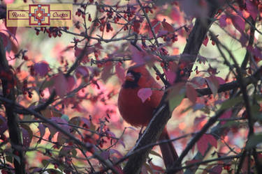 Rosie Crafts Male Cardinal Perched in Berry Bush 2