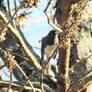 Rosie Crafts Dark Eyed Junco Bird Photography 4