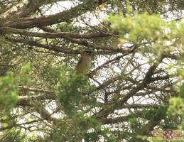 Rosie Crafts Cedar Waxwing Bird Photography