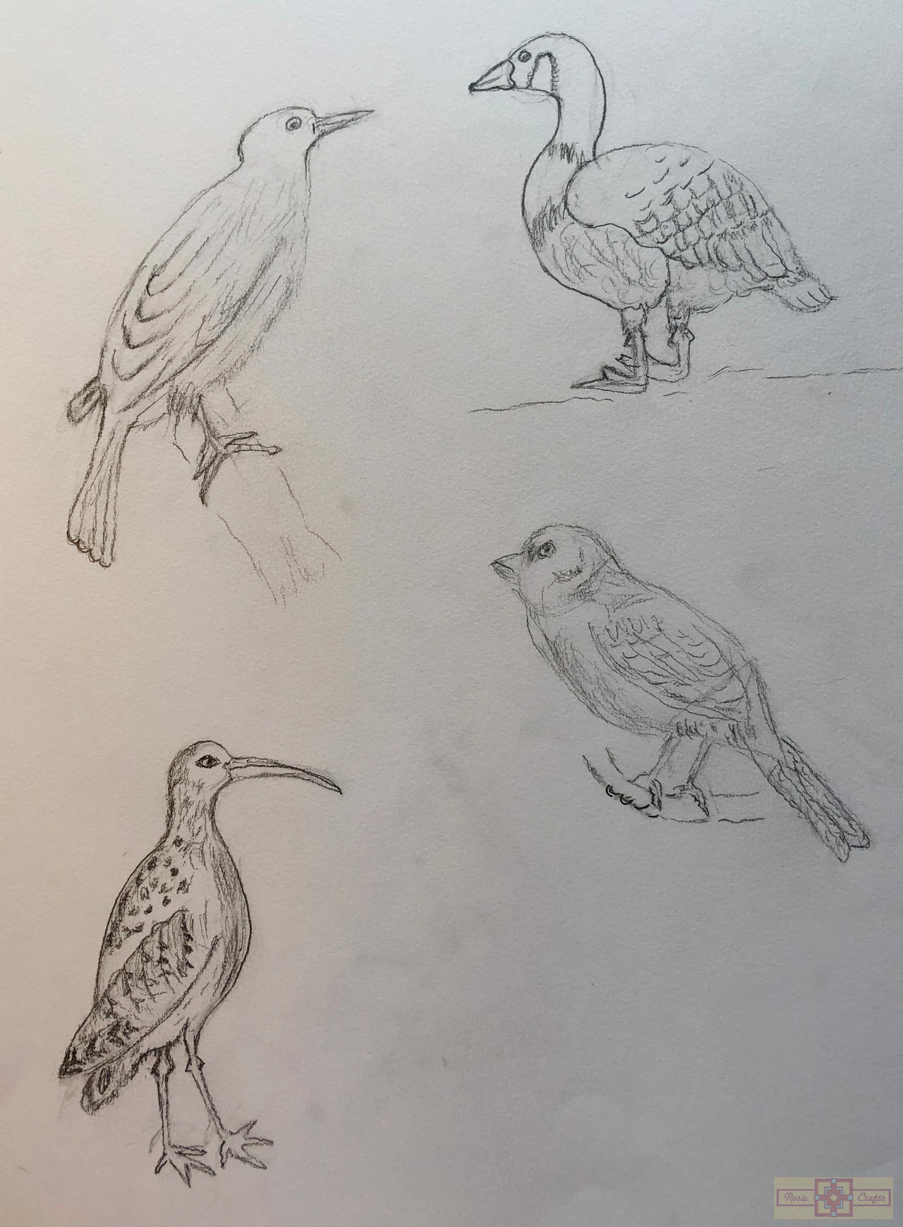 Rosie Crafts Bird Drawings 4 by rosiecrafts on DeviantArt