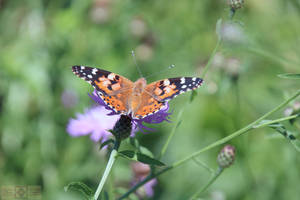 Rosie Crafts Painted Lady Butterfly Photography