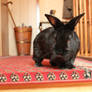 Hase II