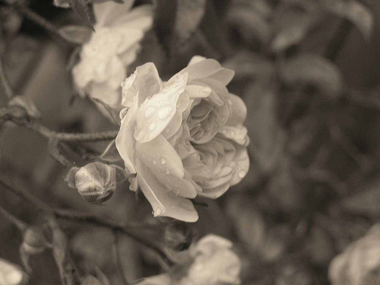 Rose