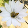 insect in flower