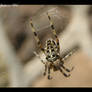 Spider in web