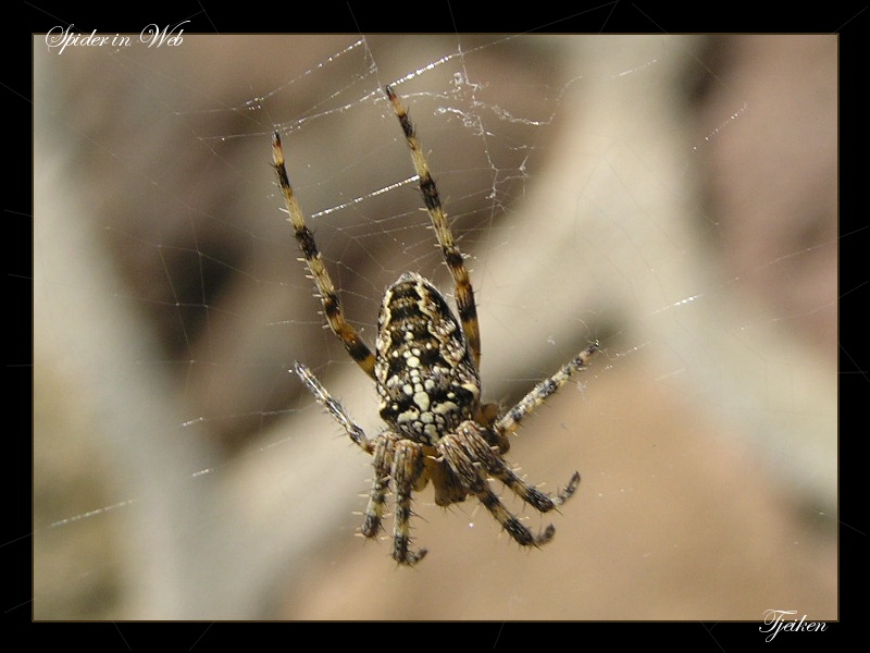 Spider in web