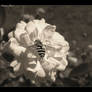 Attractive Flower